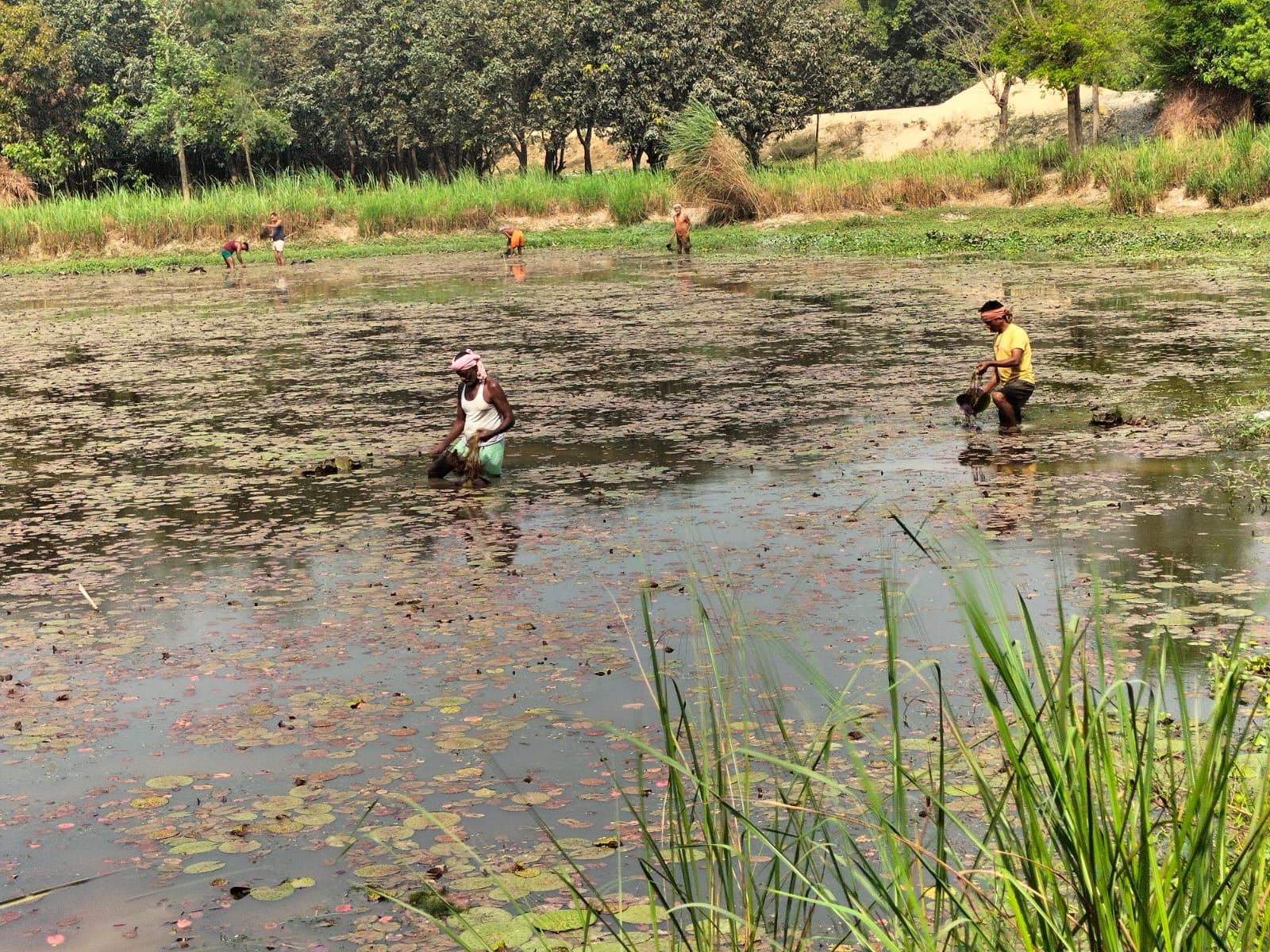 makhana-farming